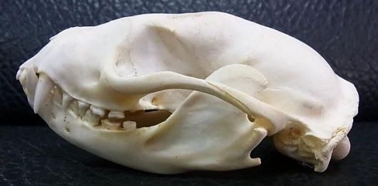 ☆ 即納 ☆ 激レア！ ビントロング（Binturong / Bear cat）の頭骨