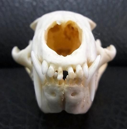 激レア！ ビントロング（Binturong / Bear cat）の頭骨 ☆ 即納 ☆ 激レア！ ビントロング（Binturong / Bear cat）の