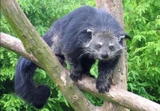 ☆ 即納 ☆ 激レア！ ビントロング（Binturong / Bear cat）の頭骨