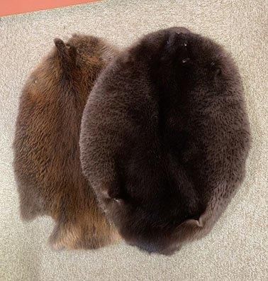 速くおよび自由な ☆即納☆ ビーバーの毛皮（Sサイズ） 頭骨・骨格標本・剥製 - ジャケット・アウター