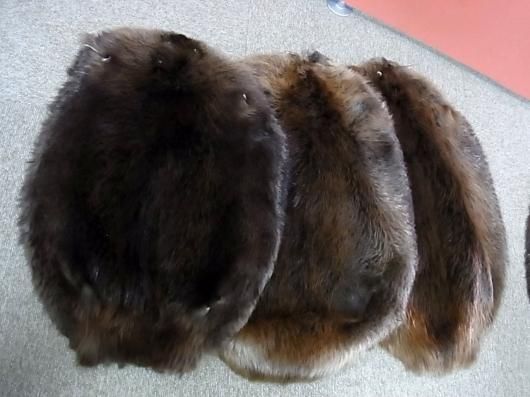 ビーバーの毛皮（Mサイズ）
