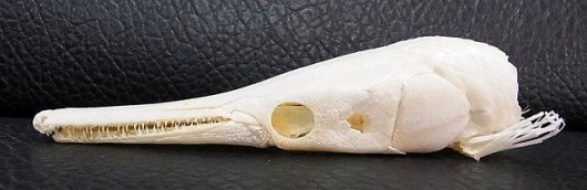 高品質！アリゲーターガー（19ｃｍ） 頭骨歯は鋭く高品質な頭骨標本です