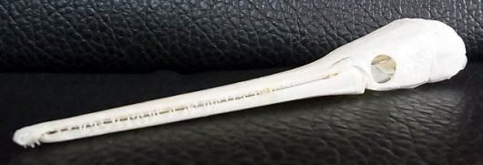 ロングノーズガーLongnose gar頭骨 A