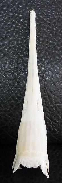 高級感 ロングノーズガーLongnose gar頭骨 A 置物