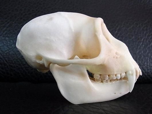 貴重！オオハナジログエイン 頭骨 貴重！オオハナジログエイン 頭骨