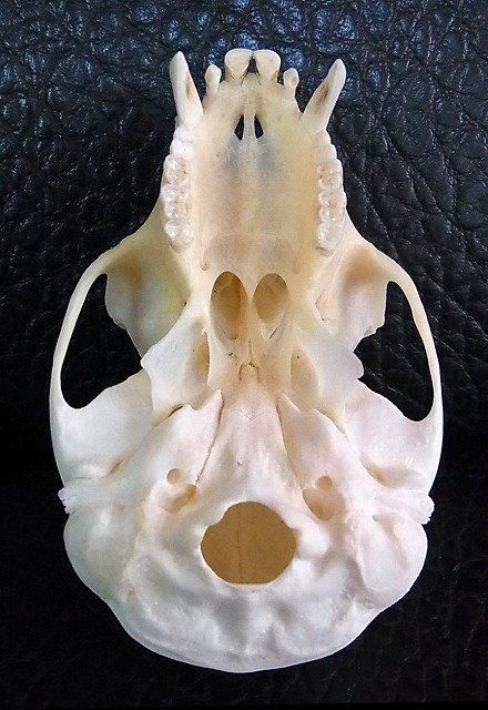 貴重！オオハナジログエイン 頭骨