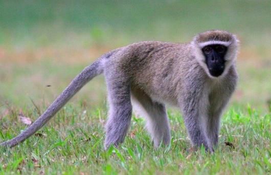 ☆即納☆ 貴重！タンタルスモンキー 頭骨☆ - 頭骨・骨格標本