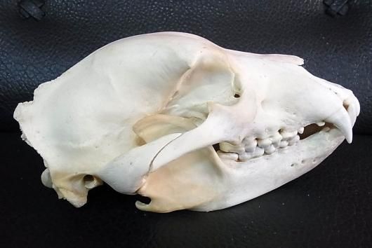 美！33cm！グリズリー（ハイイログマ）頭骨 ☆即納☆美！33cm！グリズリー（ハイイログマ）頭骨 - 頭骨・骨格標本