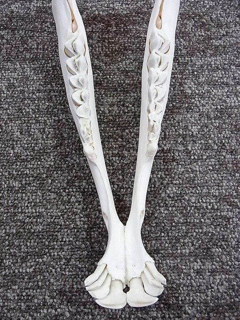 ☆即納☆ 高品質！イランド スカルホーン（幼獣）A - 頭骨・骨格
