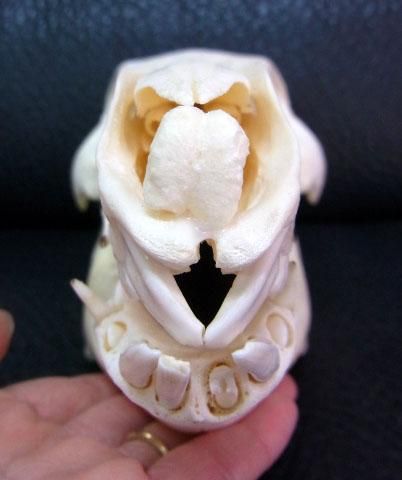 最大級！イボイノシシの頭骨 最大級！イボイノシシの頭骨