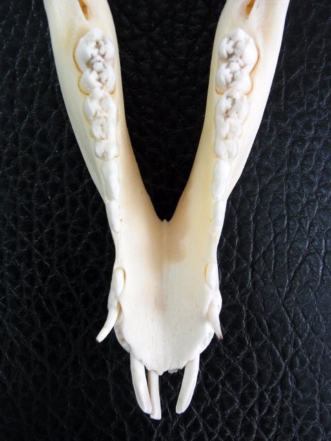 ★即納★ 高品質！ヨーロッパイノシシ 頭骨 - 頭骨・骨格標本・剥製販売　【Core-Box】