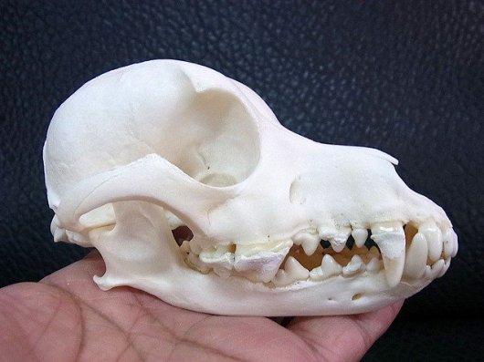 ★即納★ 小型犬！ポメラニアン 頭骨（ペニスボーン付）★ - 頭骨・骨格標本・剥製販売　【Core-Box】