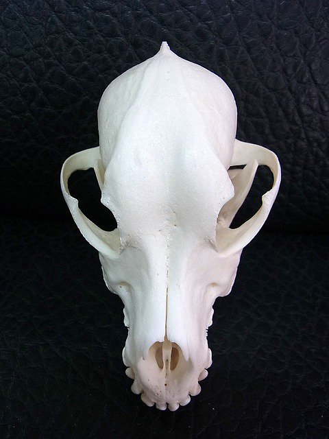 ★即納★ 小型犬！ポメラニアン 頭骨（ペニスボーン付）★ - 頭骨・骨格標本・剥製販売　【Core-Box】