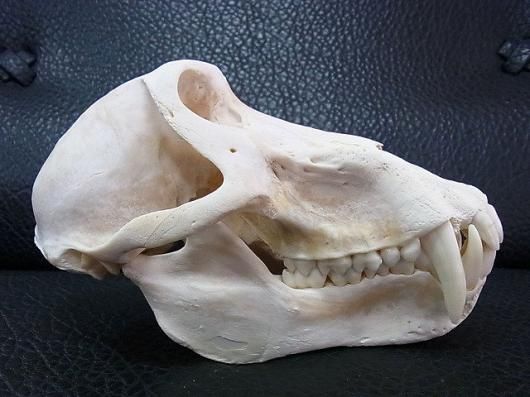 チャクマヒヒ 頭骨 剥製 骨格標本 ☆ 即納 ☆ 高品質！チャクマヒヒ（オス） 頭骨 ☆ - 頭骨・骨格標本