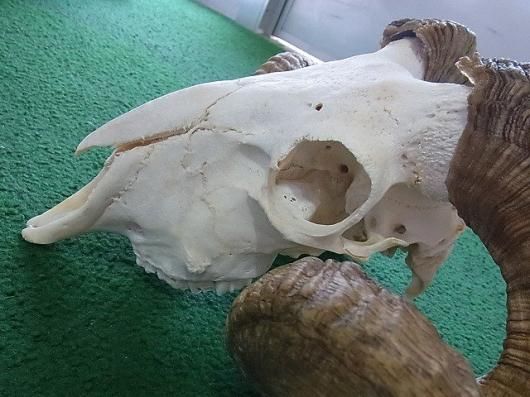 ☆ 即納 ☆ くるくる巻き角！ 羊（メリノ種）巻角 スカルホーン A