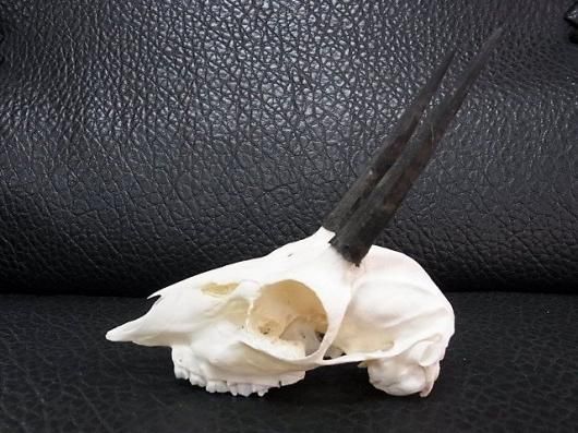 アフリカ便！高品質 ★ スティーンボック　スカルホーン（下顎なし） ☆即納☆アフリカ便！高品質 ☆ スティーンボック スカルホーン