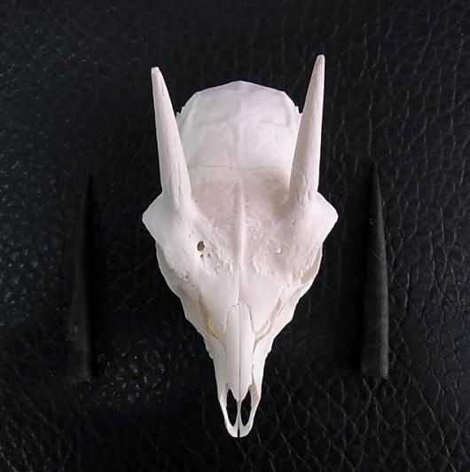 アフリカ便！高品質 ★ スティーンボック　スカルホーン（下顎なし） ☆即納☆アフリカ便！高品質 ☆ スティーンボック スカルホーン