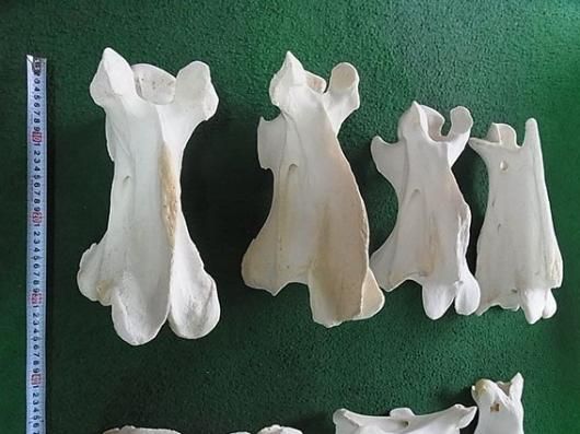 ☆即納☆キリン Giraffe 首の骨（NECK VERTEBRA）頚椎 7点セット