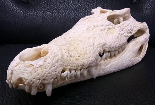 貴重！★迫力サイス！45ｃｍ ナイルワニ （Nile crocodile） 頭骨 貴重！迫力サイス！45cm ナイルワニ （Nile crocodile） 頭骨