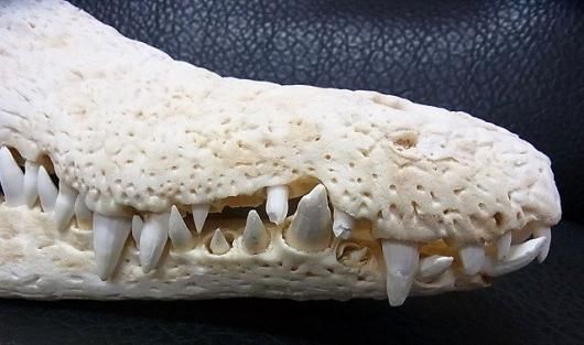 ☆ 即納 ☆ 貴重！☆迫力サイス！45cm ナイルワニ （Nile crocodile