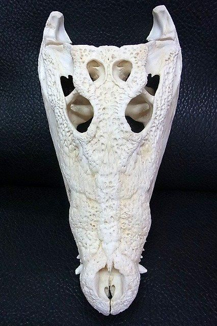 貴重！★迫力サイス！45ｃｍ ナイルワニ （Nile crocodile） 頭骨 ☆ 即納 ☆ 貴重！☆迫力サイス！45cm ナイルワニ （Nile crocodile