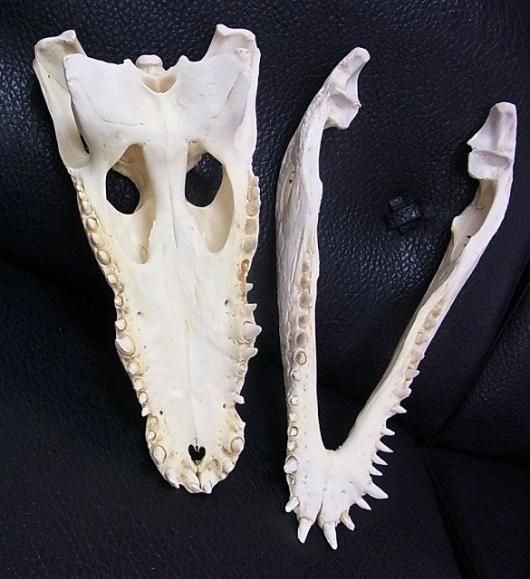 貴重！迫力サイス！45cm ナイルワニ （Nile crocodile） 頭骨