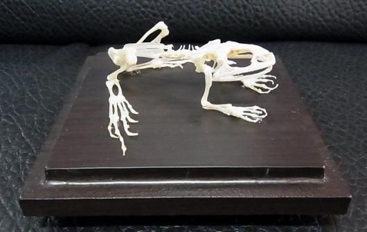 ヌマガエル（Cricket Frog）の骨格標本 ☆即納☆ ヌマガエル（Cricket Frog）の骨格標本 - 頭骨・骨格