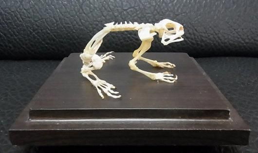 ☆即納☆ ヘリグロヒキガエル(Asian toad)の骨格標本 - 頭骨 ☆即納☆ ヘリグロヒキガエル(Asian toad)の骨格標本 - 頭骨