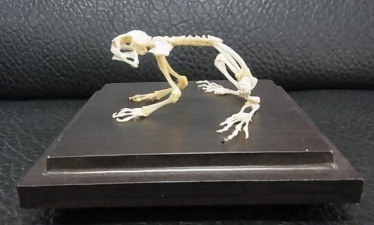 ☆即納☆ ヘリグロヒキガエル（Asian toad）の骨格標本 - 頭骨