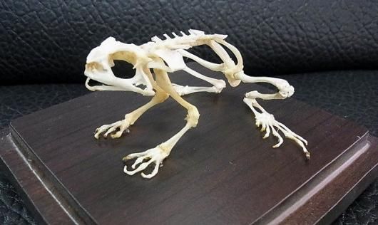☆即納☆ ヘリグロヒキガエル（Asian toad）の骨格標本 - 頭骨