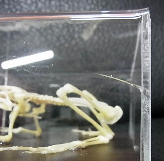 ☆即納☆ B級品 ヌマガエル（Cricket Frog）の骨格標本 - 頭骨