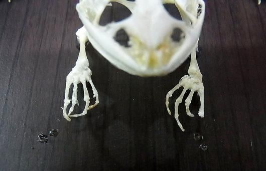 ☆即納☆ B級品 ヌマガエル（Cricket Frog）の骨格標本 - 頭骨