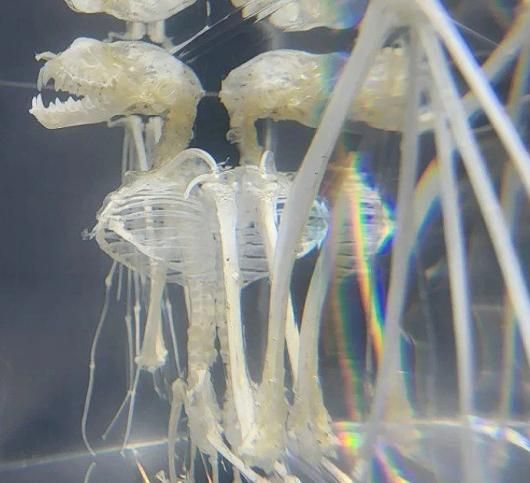 ☆即納☆ 高品質!コウモリ アクリル封入標本 - 頭骨・骨格標本 ☆即納☆ 高品質!コウモリ アクリル封入標本 - 頭骨・骨格標本