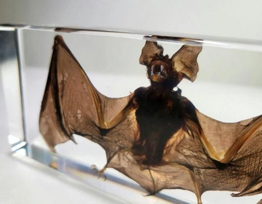 激安！コウモリの骨格標本 アクリル封入 アブラコウモリ剥製 アクリル封入標本（大） - 頭骨・骨格標本・剥製