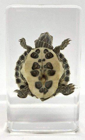 カメ アクリル封入標本 - 頭骨・骨格標本・剥製販売 【Core-Box】