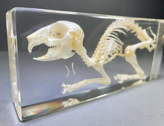 Amazon.co.jp: スタディモデル 本物のウサギの骨格標本 - ウサギ