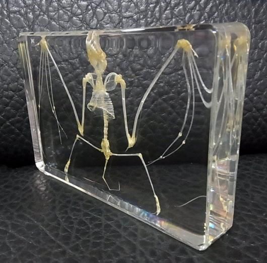 コウモリの標本　アクリル封入 コウモリの標本アクリル封入