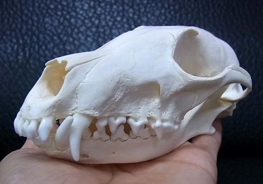 ヨーロッパ便！ホッキョクギツネの頭骨 ☆即納☆ヨーロッパ便！ホッキョクギツネの頭骨 - 頭骨・骨格標本