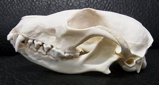 ☆即納☆ヨーロッパ便！ホッキョクギツネの頭骨 - 頭骨・骨格標本