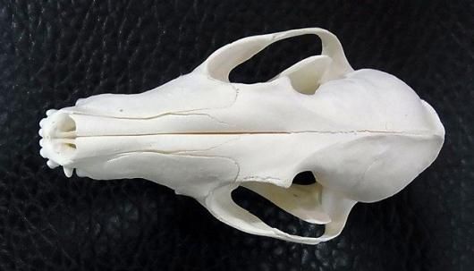 ヨーロッパ便！ホッキョクギツネの頭骨 ☆即納☆ヨーロッパ便！ホッキョクギツネの頭骨 - 頭骨・骨格標本