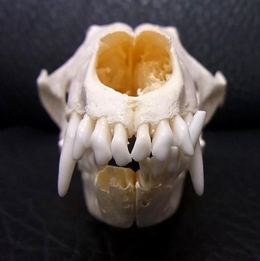 ヨーロッパ便！ホッキョクギツネの頭骨 ヨーロッパ便！ホッキョクギツネの頭骨