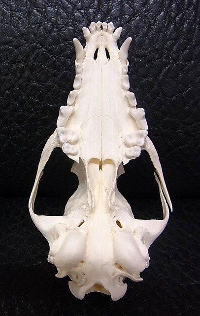 ヨーロッパ便！ホッキョクギツネの頭骨 ☆即納☆ヨーロッパ便！ホッキョクギツネの頭骨 - 頭骨・骨格標本
