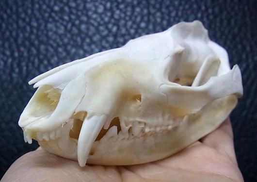 高品質 オポッサムの頭骨 ★ M サイズ ☆即納☆ オポッサムの頭骨 ☆ Mサイズ - 頭骨・骨格標本・剥製販売