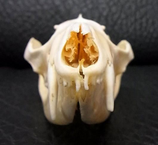 ☆即納☆ オポッサムの頭骨 ☆ Mサイズ - 頭骨・骨格標本・剥製販売