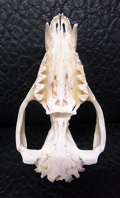 ☆即納☆ オポッサムの頭骨 ☆ Mサイズ - 頭骨・骨格標本・剥製販売