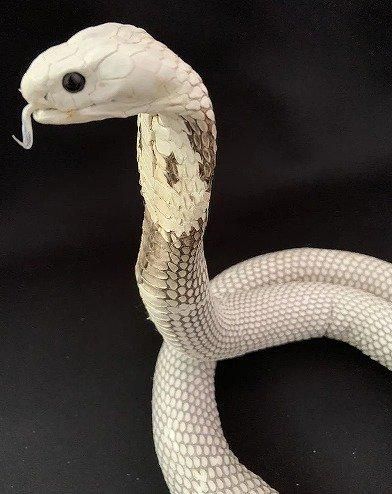 コブラの剥製 - 頭骨・骨格標本・剥製販売 【Core-Box】