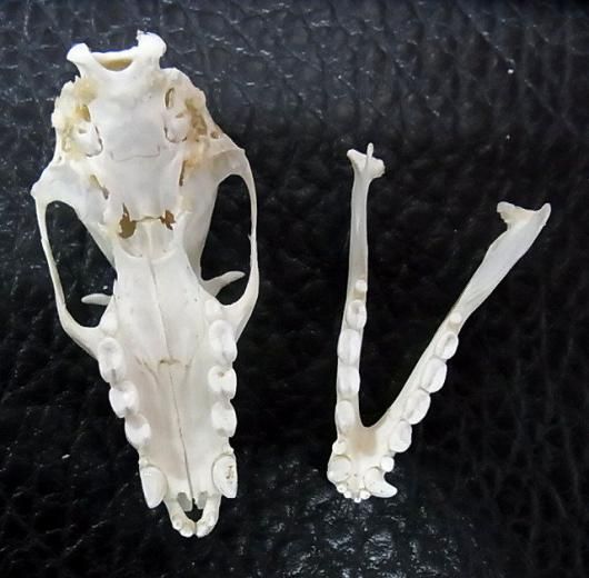 クロオオコウモリ（Black flying fox）頭骨 クロオオコウモリ（Black flying fox）頭骨