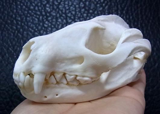 頭骨標本　珍獣パームシベット 頭骨標本 珍獣パームシベット - メルカリ