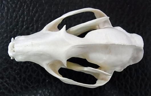 頭骨標本　珍獣パームシベット 頭骨標本 珍獣パームシベット - メルカリ
