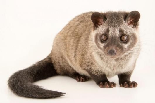 即納 ☆ パームシベット（Asian palm civet）♂ 頭骨（老成個体